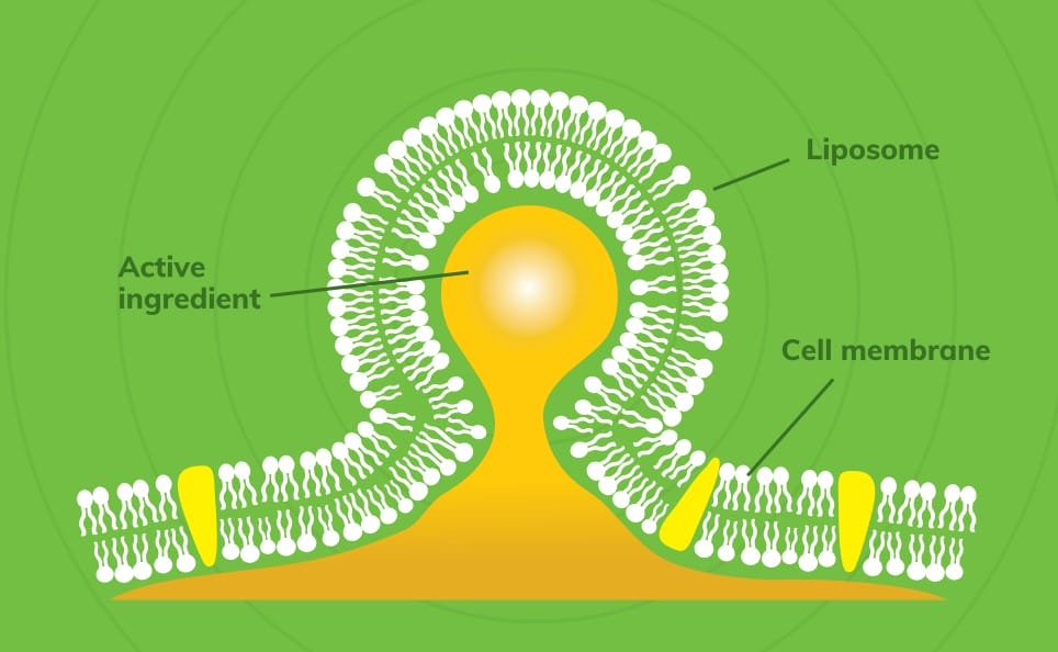 מבנה של ליפוזום