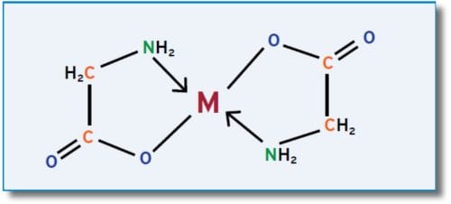 מולקולת מגנזיום יחד עם שתי חומצות האמינו גליצין = מגנזיום ביסגליצינאט